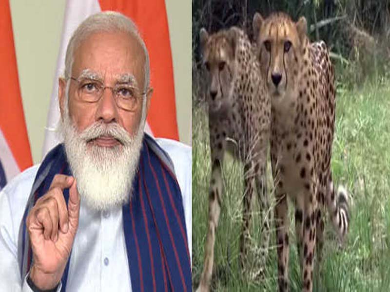 Modi to gift cheetahs to India on his birthday!