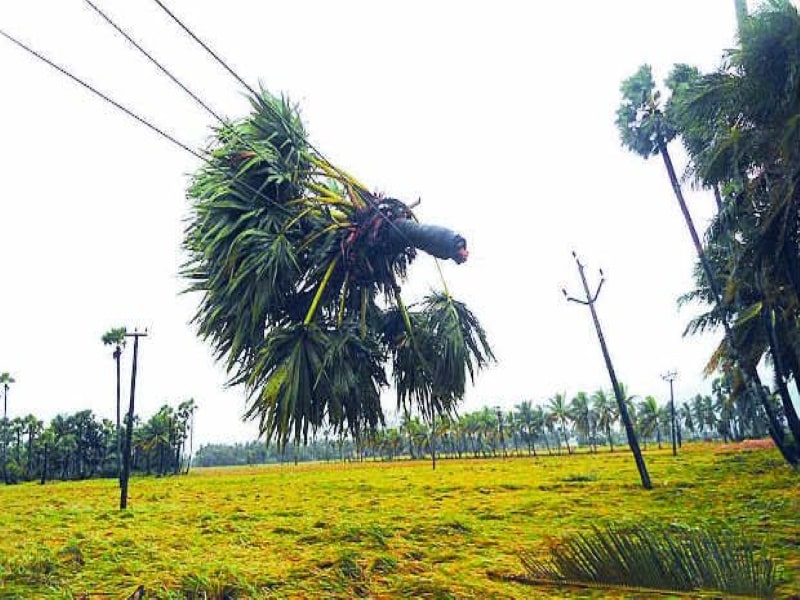 In AP, a farmer is killed when a palmyra tree falls on him.