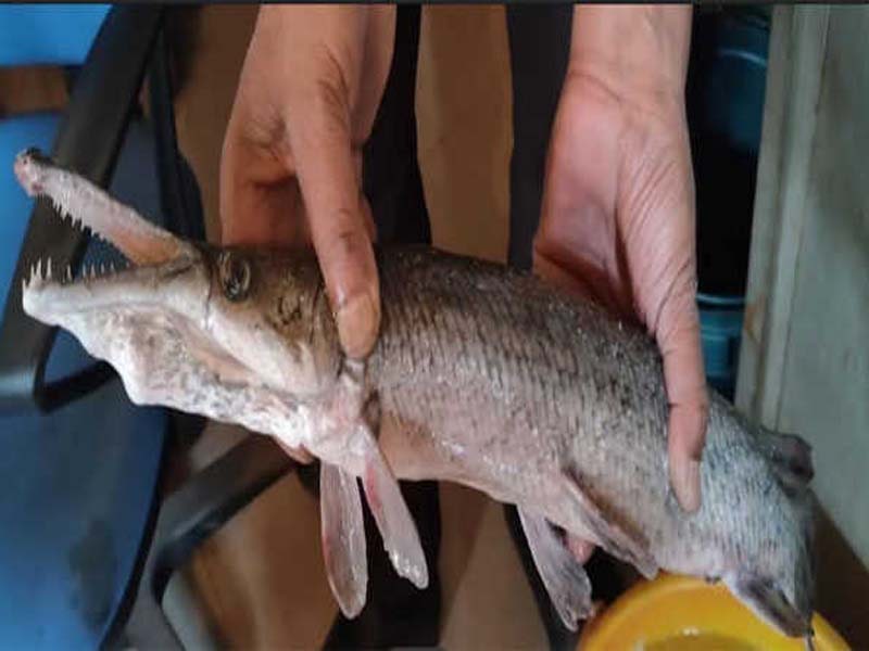 Experts are worried about the “Alligator Gar” fish that was discovered in Dal Lake.