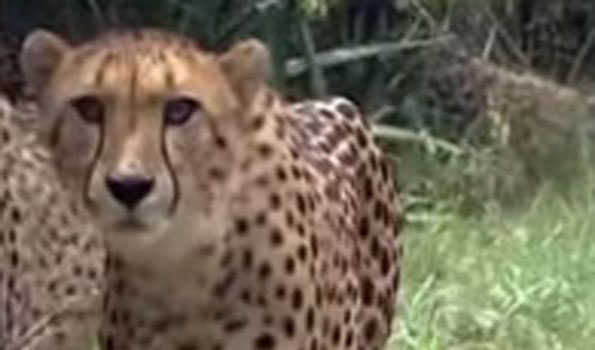 In MP, a third cheetah perishes.