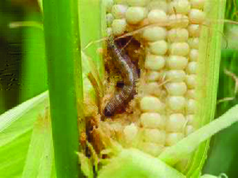 Agriculture dept officials advised to protect maize crops from fall armyworm