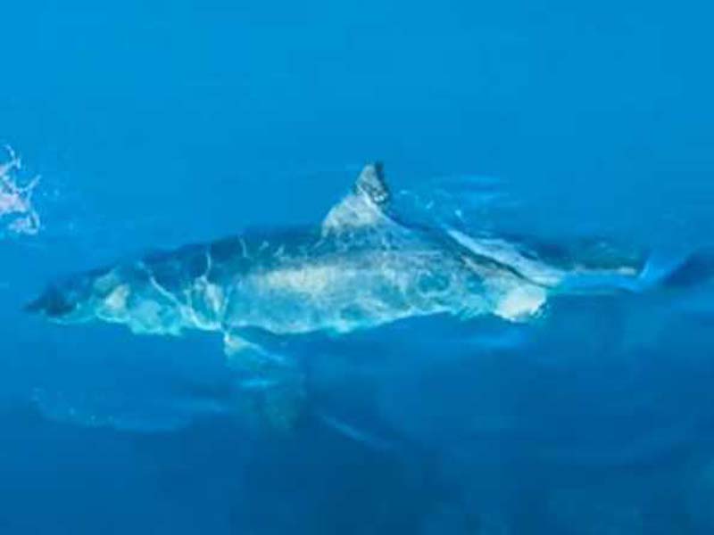 Russian tourist lost his life in a shark attack in Hurghada, Egypt.