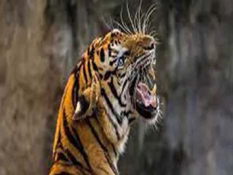 Maha: A tiger attack in Chandrapur claimed two lives.