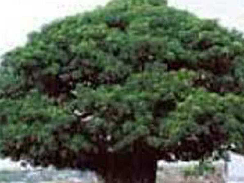 The UP government will enhance 948 state historic trees.