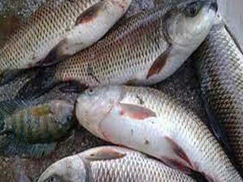Tripura would spend Rs 20.67 billion to produce fish.