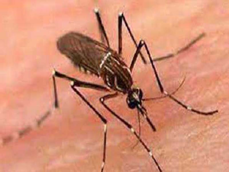 Meghalaya records 44 or more dengue cases, with one fatality.