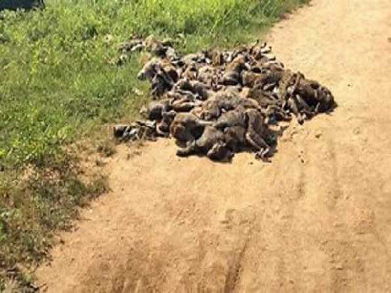 Telangana: 100 monkeys found dead in Siddipet