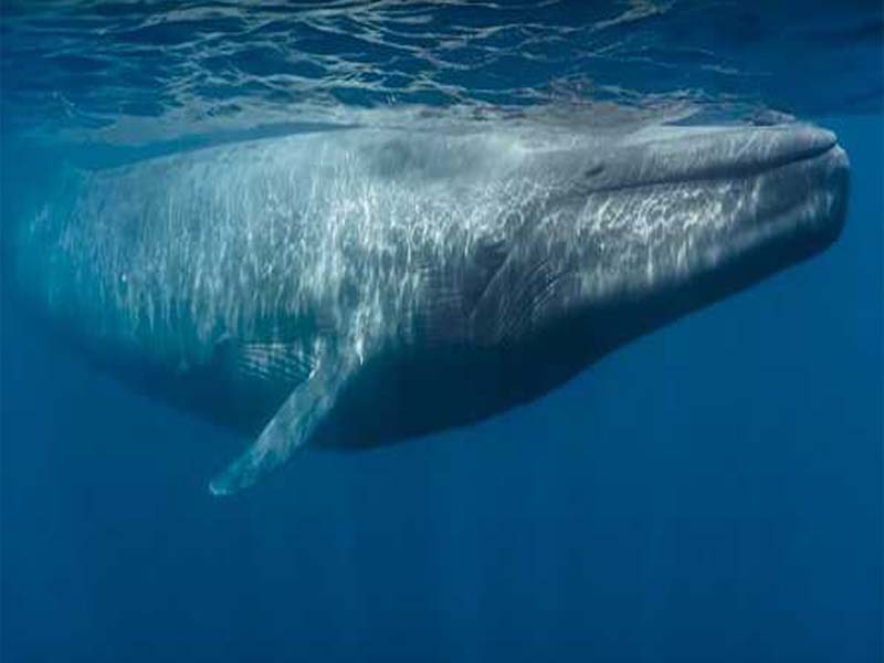 Expert: Blue whale migration is being delayed by climate change.