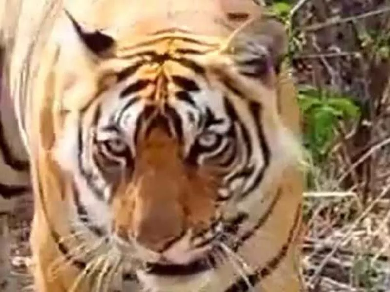 Two Royal Bengal tigers will be added to the Tripura Zoo.