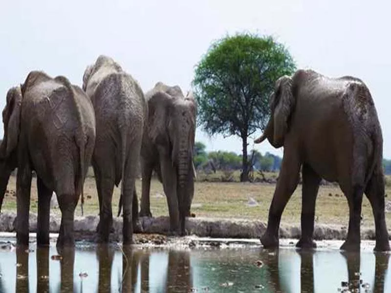 Animal welfare organization: 100 elephants perish in Zimbabwe’s largest game reserve