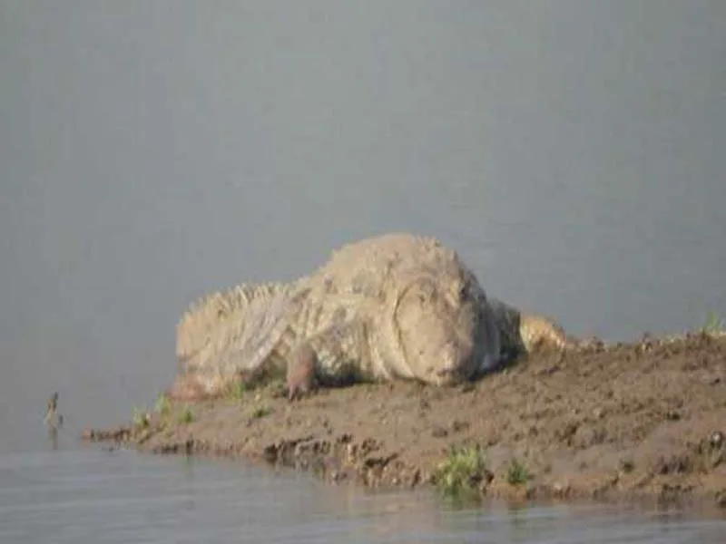 Rajnagar Mangrove Forest Division in Odisha has documented 1811 saltwater crocodiles.