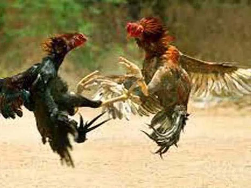 Ahead of Sankranti in Telangana and AP, HSI encourages people to report cockfighting incidents because it is illegal.