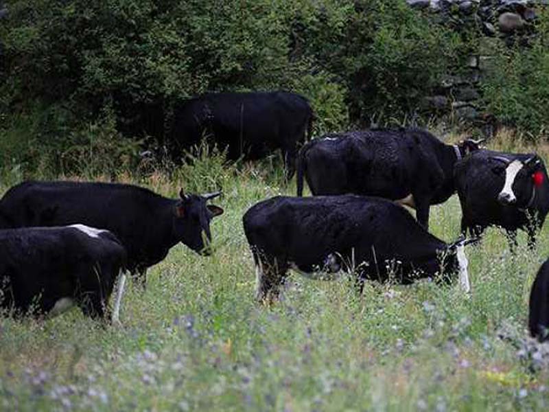 First successful cloning of endangered Xizang cow breeds confirmed by China