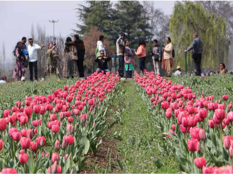 The Tulip Garden is opened to guests