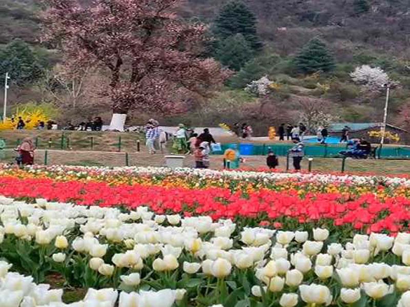 The famous Tulip Garden in Kashmir will open on March 23.