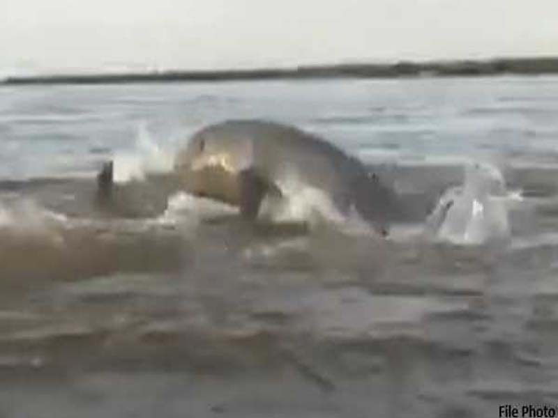 In 2024, Cambodia records the birth of a third uncommon dolphin.