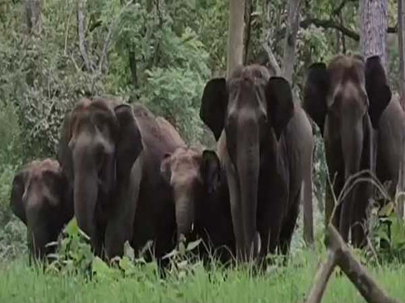 TN has 2,961 elephants, according to the census.