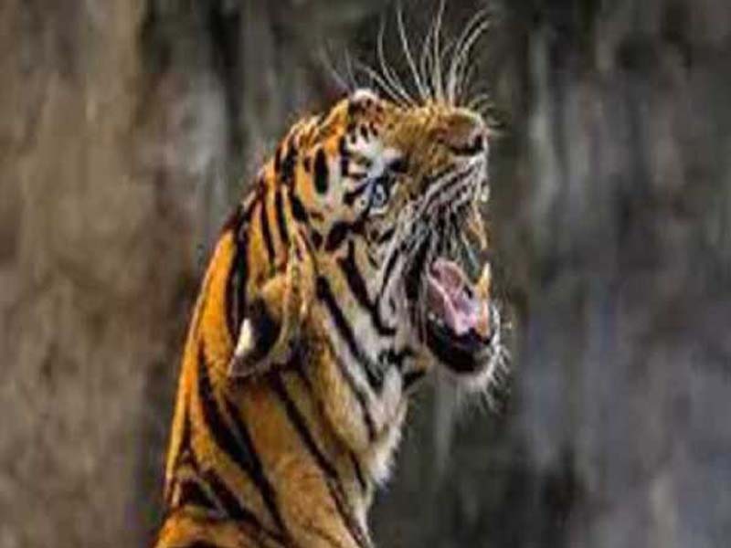 Four tiger kittens perished due to the mother’s weight
