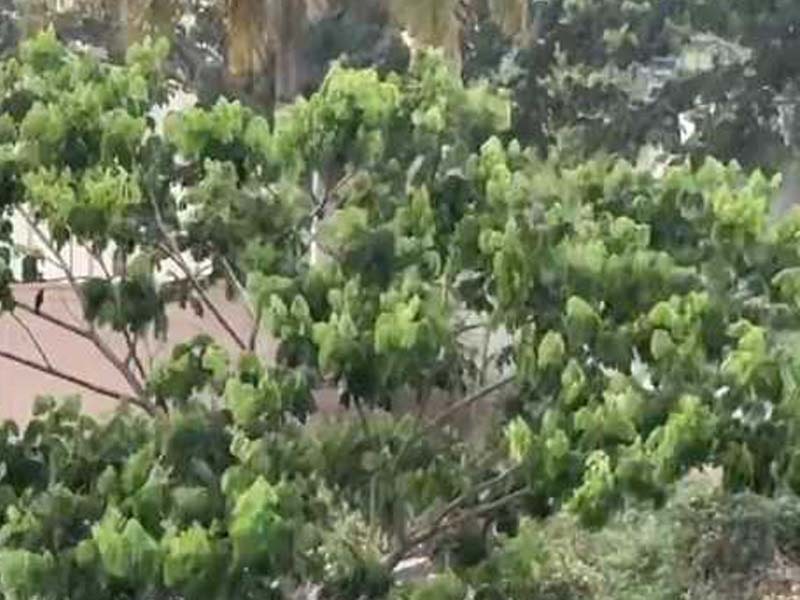 Bengaluru experiences an unexpected deluge as the IMD forecasts five days of intense rain.