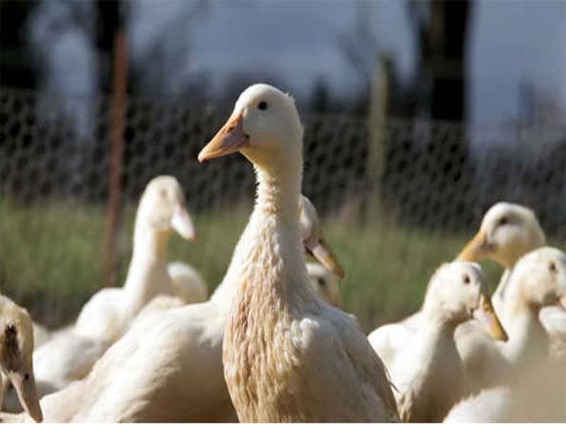 At the sixth farm in Victoria, Australia, bird flu was discovered.