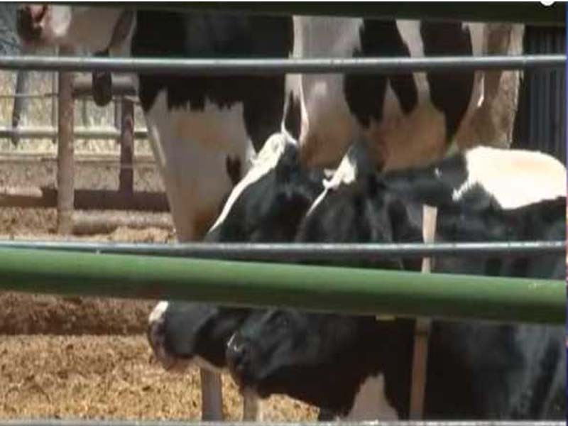 US confirms third instance of avian flu in humans linked to dairy epidemic
