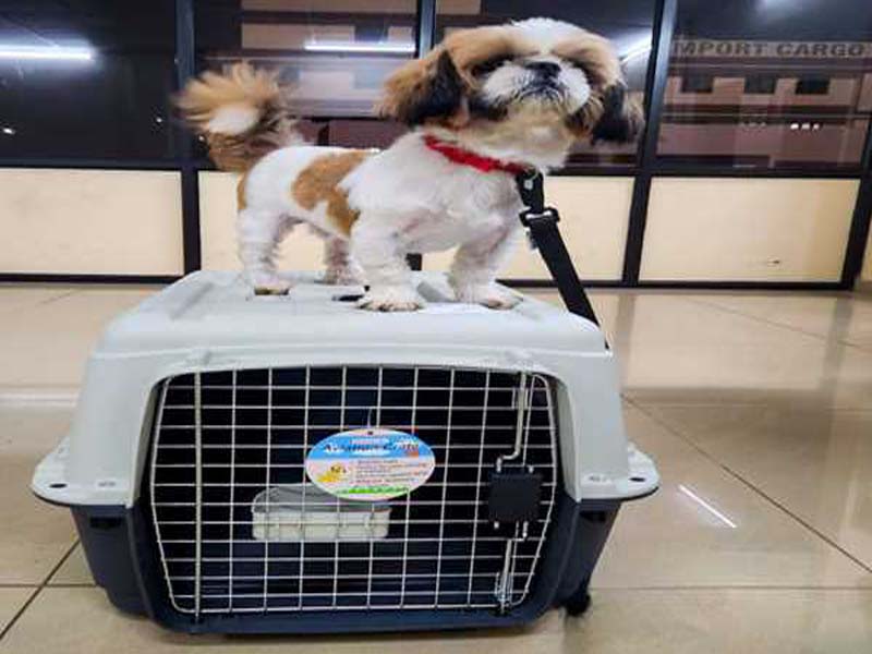 The first pet to fly internationally from CIAL was a dog named Luka.