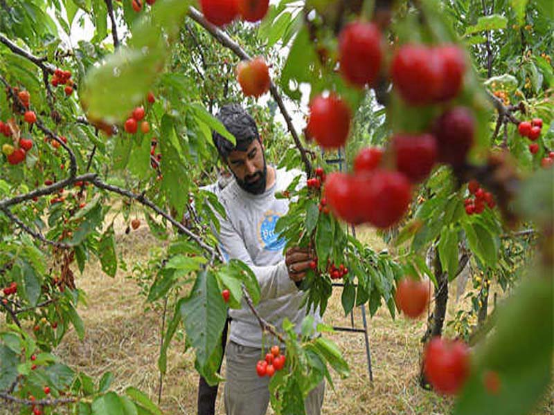 Demand for J&K’s Shopian’s black diamond cherry is high nationwide.