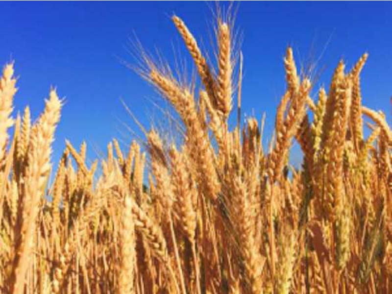 In all States and UTs, the Center sets a stock restriction on wheat until March 2025.