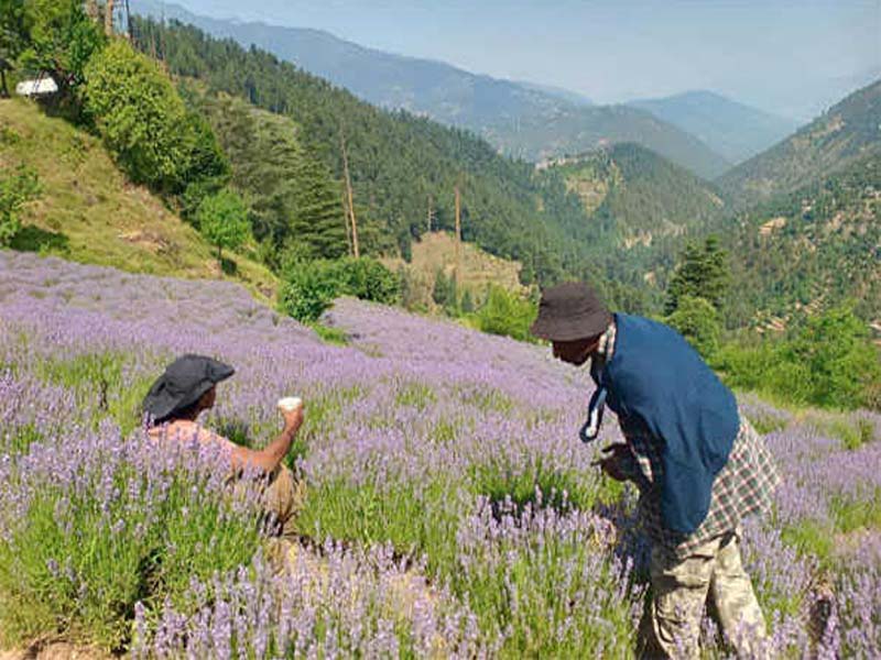 J&K’s Purple Revolution is revolutionary