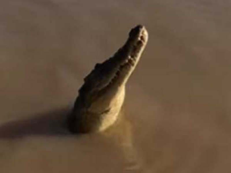 The 12-year-old girl was shot and murdered by a 4.2-meter crocodile.