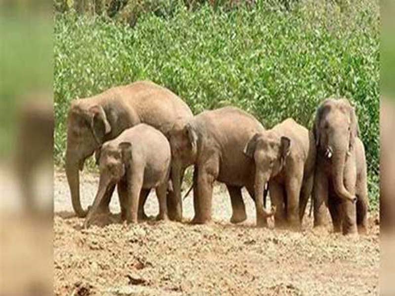 As per the current census, TN is home to 3,063 elephants.