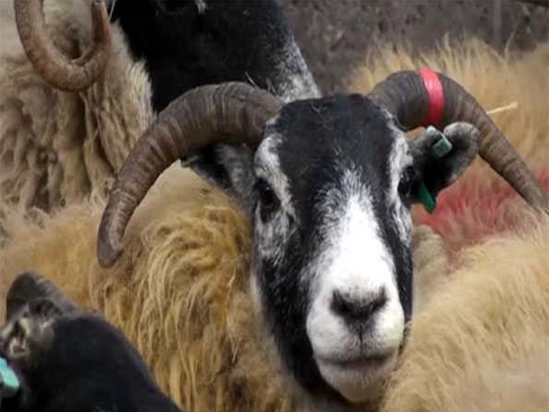 Every Dutch province has reported having bluetongue illness.