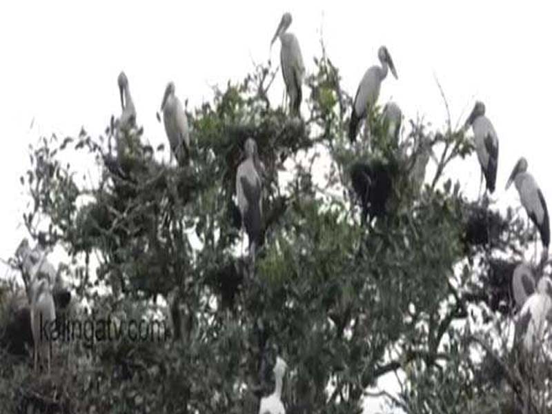 Odisha: Kanika Forest Range hosts the first monsoon bird census