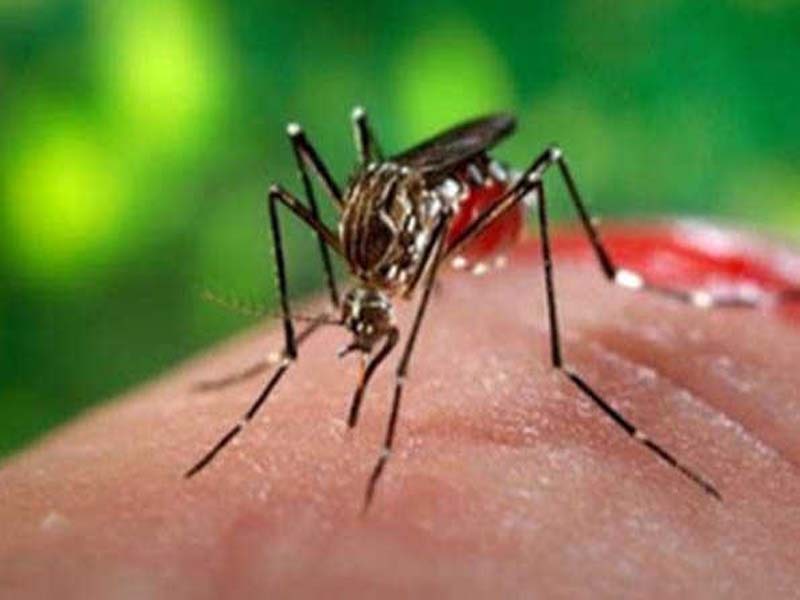 In Mizoram, dengue cases are rising