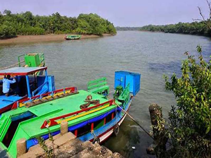 Mangroves Reduced Cyclone Dana’s Impact, Says Forest Official