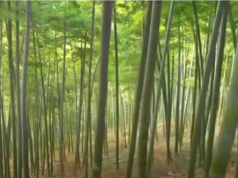 Bamboo charcoal protects skin from pollution, study finds