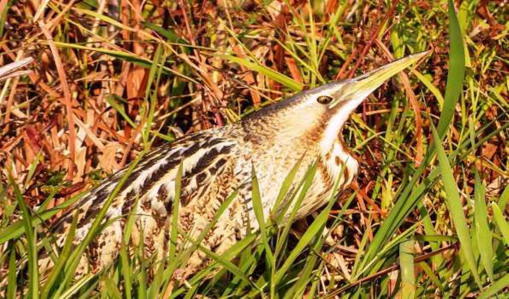 Rare Great Bittern Migratory Bird Spotted at Wular Lake, Kashmir