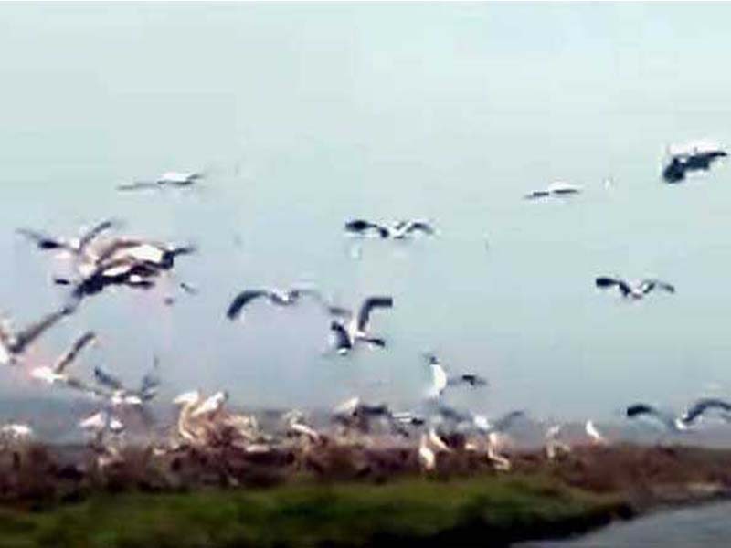 During the census, more than 1.30 lakh domestic birds were observed in Bhitarkanika National Park.