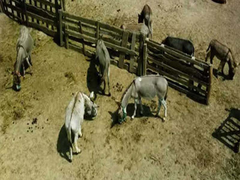 Pakistan: The rising demand from China is driving up donkey prices.