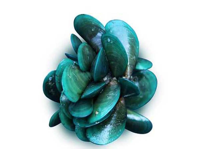 Asian green mussel genomic sequence decoded by CMFRI